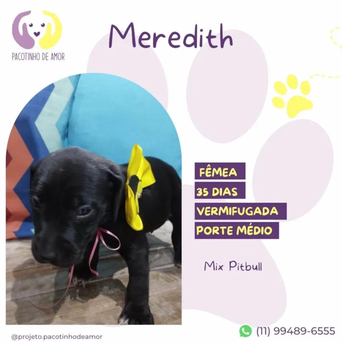 Cachorro ra a Mix Pitbull idade Abaixo de 2 meses nome Meredith