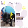 Meredith