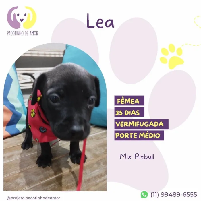 Cachorro ra a Mix Pitbull idade Abaixo de 2 meses nome Lea
