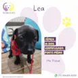 Lea