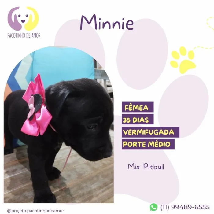 Cachorro ra a Mix Pitbull idade Abaixo de 2 meses nome Minnie