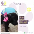 Minnie