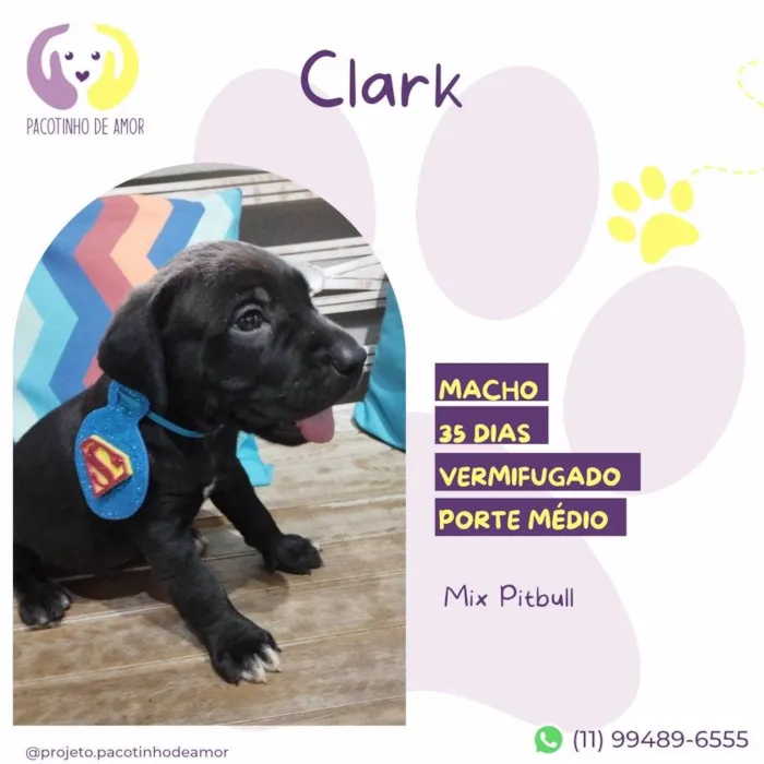 Cachorro ra a Mix Pitbull idade Abaixo de 2 meses nome Clark