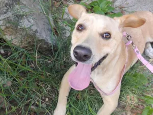 Cachorro raça SRD-ViraLata idade 1 ano nome Luna