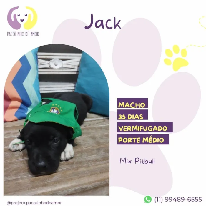 Cachorro ra a Mix Pitbull idade Abaixo de 2 meses nome Jack