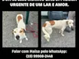 Tobby está perdido em Indaiatuba e precisa de um lar!