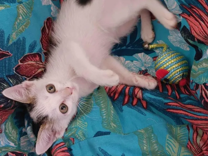 Gato ra a SRD-ViraLata idade 2 a 6 meses nome Nãni Carinhosa