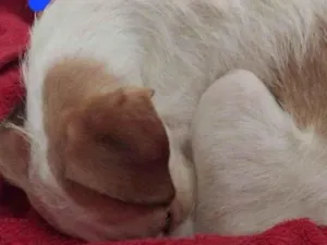 Cachorro raça SRD-ViraLata idade 1 ano nome Beca