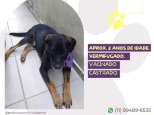 Cachorro raça SRD-ViraLata idade 2 anos nome Gigante Emílio
