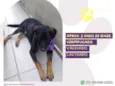 Gigante Emílio