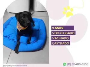Cachorro raça SRD-ViraLata idade 4 anos nome Samuca