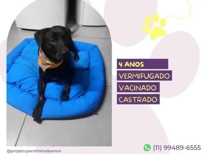 Cachorro ra a SRD-ViraLata idade 4 anos nome Samuca