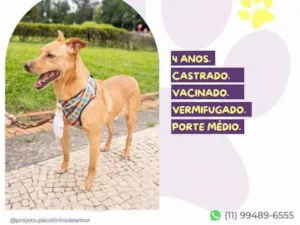 Cachorro raça SRD-ViraLata idade 4 anos nome Melo