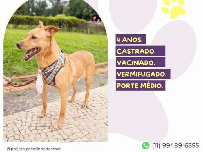 Cachorro ra a SRD-ViraLata idade 4 anos nome Melo