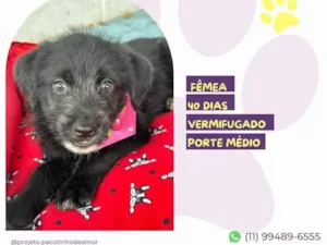 Cachorro raça SRD-ViraLata idade 2 a 6 meses nome Merida