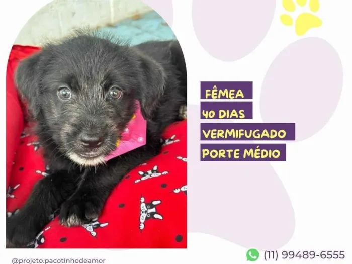 Cachorro ra a SRD-ViraLata idade 2 a 6 meses nome Merida
