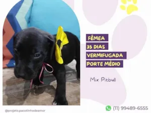 Cachorro raça Mix Pitbull idade Abaixo de 2 meses nome Meredith