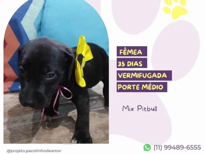 Cachorro ra a Mix Pitbull idade Abaixo de 2 meses nome Meredith