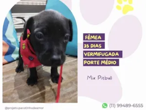 Cachorro raça Mix Pitbull idade Abaixo de 2 meses nome Lea