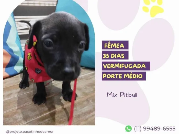 Cachorro ra a Mix Pitbull idade Abaixo de 2 meses nome Lea