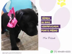 Cachorro raça Mix Pitbull idade Abaixo de 2 meses nome Minnie