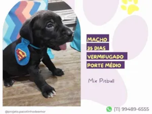 Cachorro raça Mix Pitbull idade Abaixo de 2 meses nome Clark