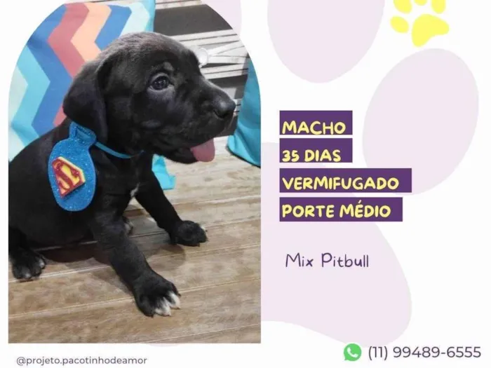 Cachorro ra a Mix Pitbull idade Abaixo de 2 meses nome Clark