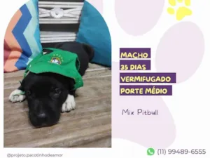 Cachorro raça Mix Pitbull idade Abaixo de 2 meses nome Jack