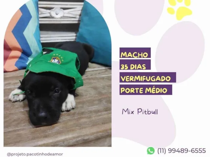 Cachorro ra a Mix Pitbull idade Abaixo de 2 meses nome Jack