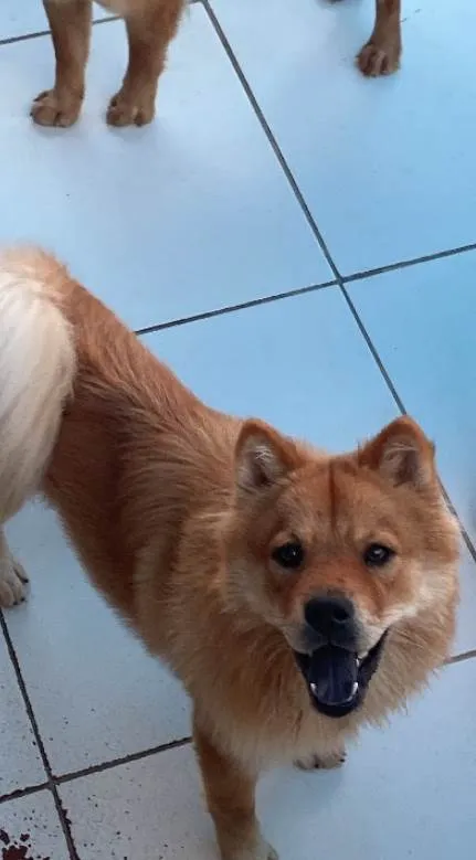 Cachorro ra a Chow Chow idade 1 ano nome Kira 