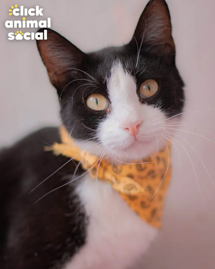 Gato ra a  idade 2 anos nome Kauã 