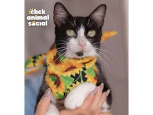 Gato raça  idade 1 ano nome Anne