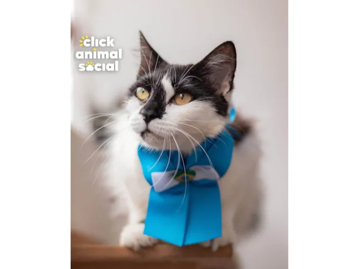 Gato ra a  idade 2 anos nome Mimosa