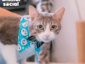 Gato raça  idade 2 anos nome Tom