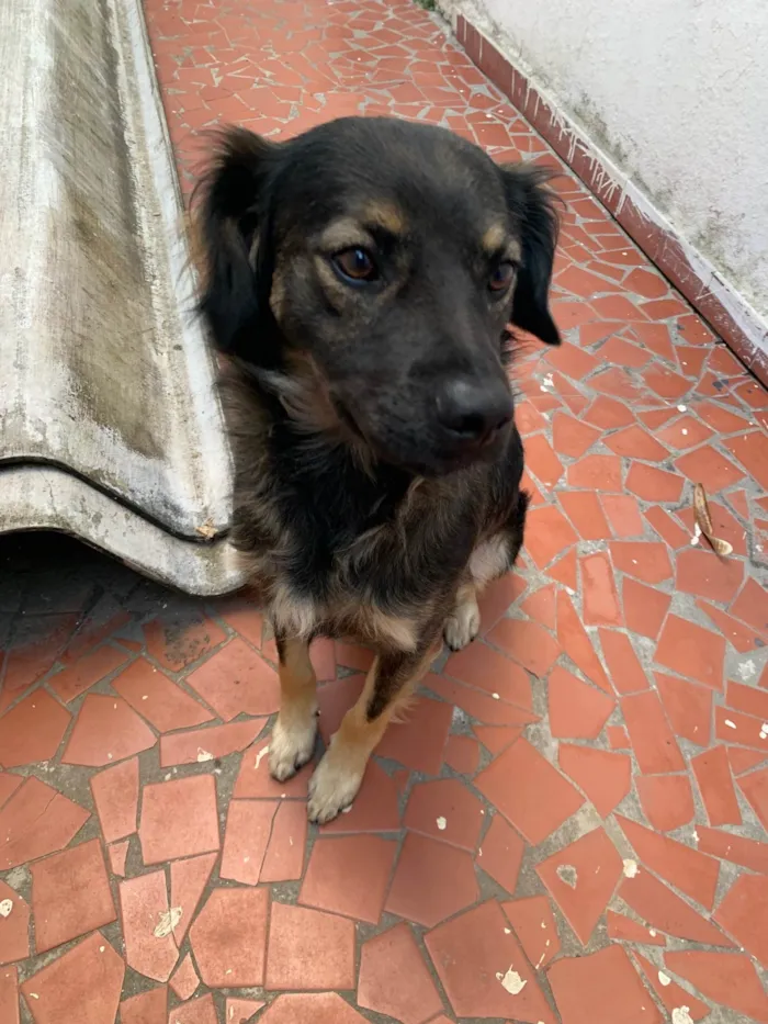 Cachorro ra a SRD-ViraLata idade  nome Lupin