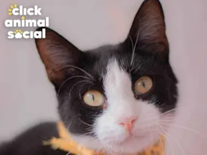 Gato raça  idade 2 anos nome Kauã 