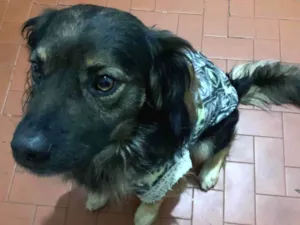 Cachorro raça SRD-ViraLata idade  nome Lupin