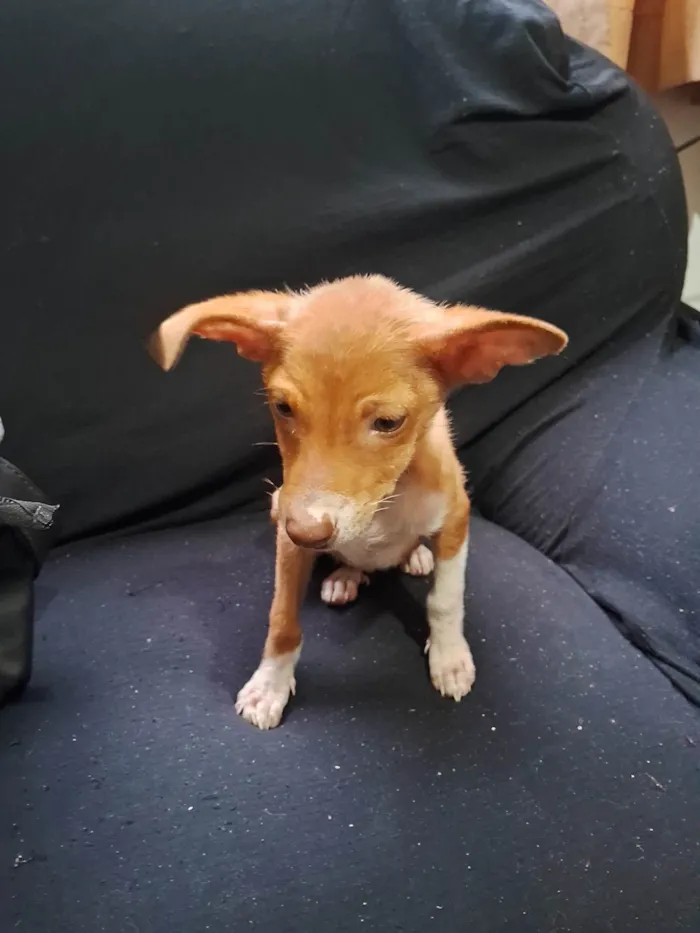 Cachorro ra a SRD-ViraLata idade Abaixo de 2 meses nome Sem nome 