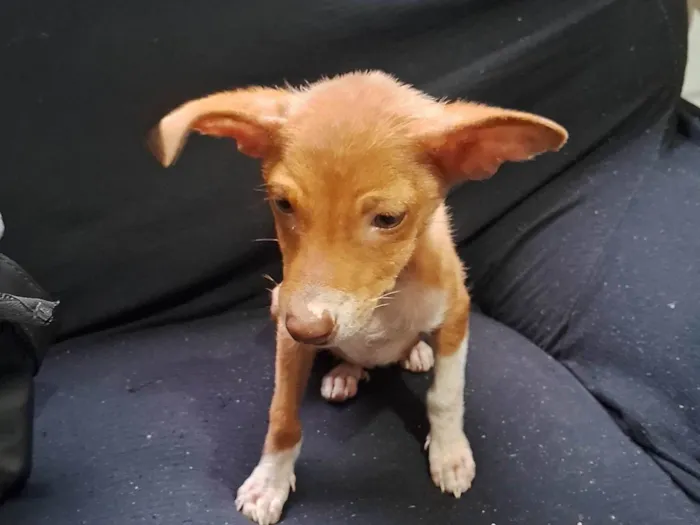 Cachorro ra a SRD-ViraLata idade Abaixo de 2 meses nome Sem nome 