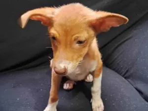 Cachorro raça SRD-ViraLata idade Abaixo de 2 meses nome Sem nome 