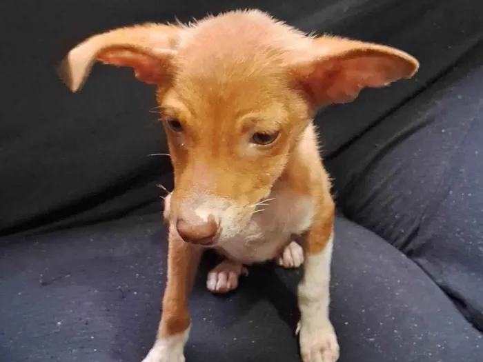Cachorro ra a SRD-ViraLata idade Abaixo de 2 meses nome Sem nome 