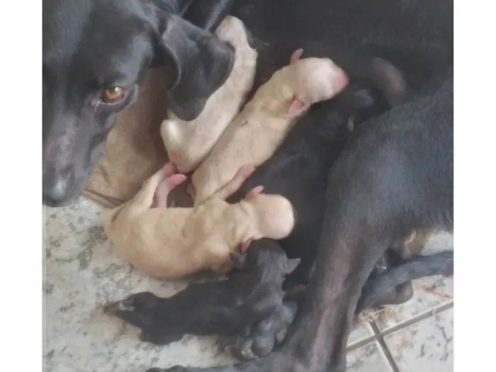 Cachorro ra a SRD-misturado com dalmata idade 3 anos nome Pompom e seu filhotinho