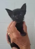 Zaion