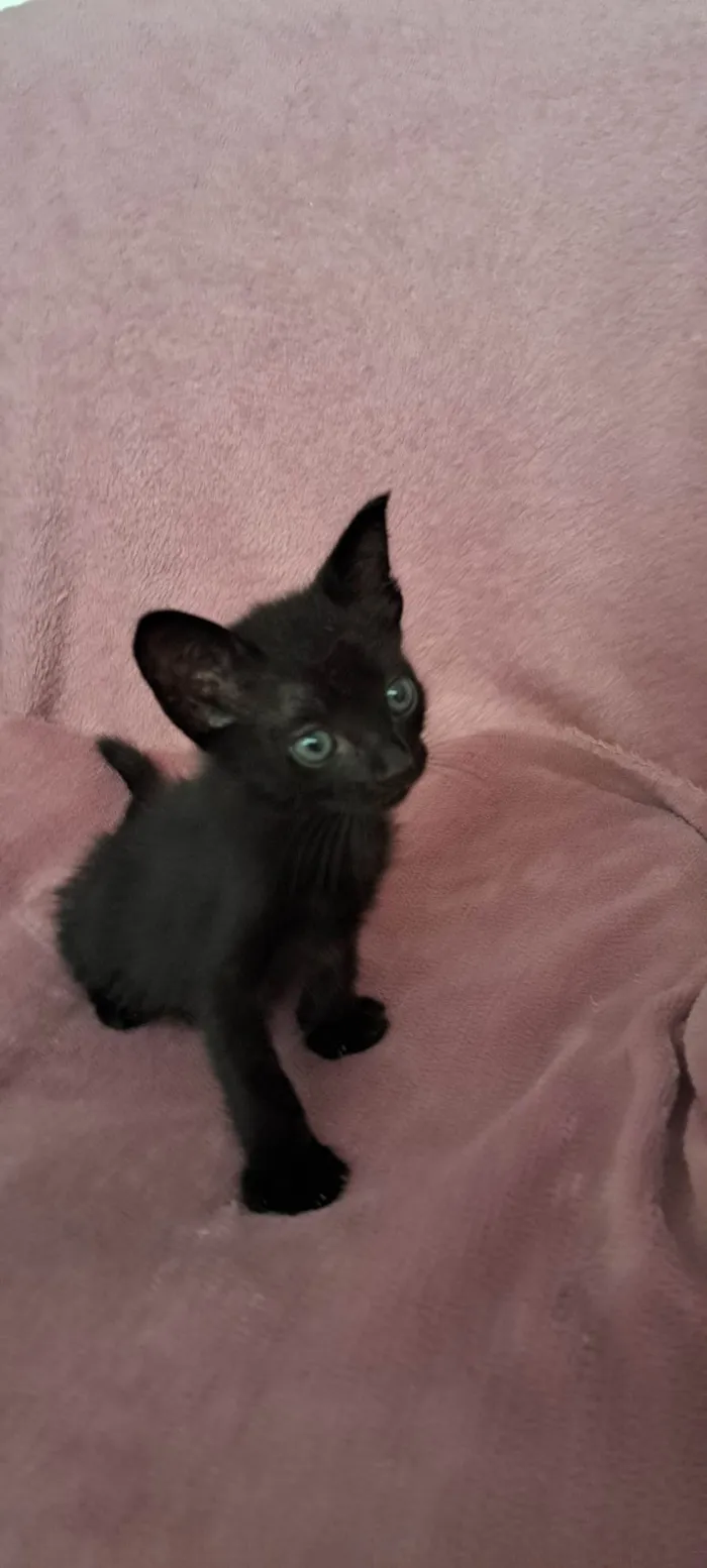 Gato ra a SRD-ViraLata idade Abaixo de 2 meses nome Zaion