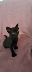 Zaion