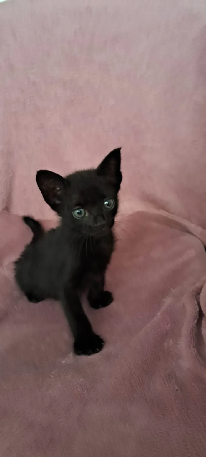 Gato ra a SRD-ViraLata idade Abaixo de 2 meses nome Zaion