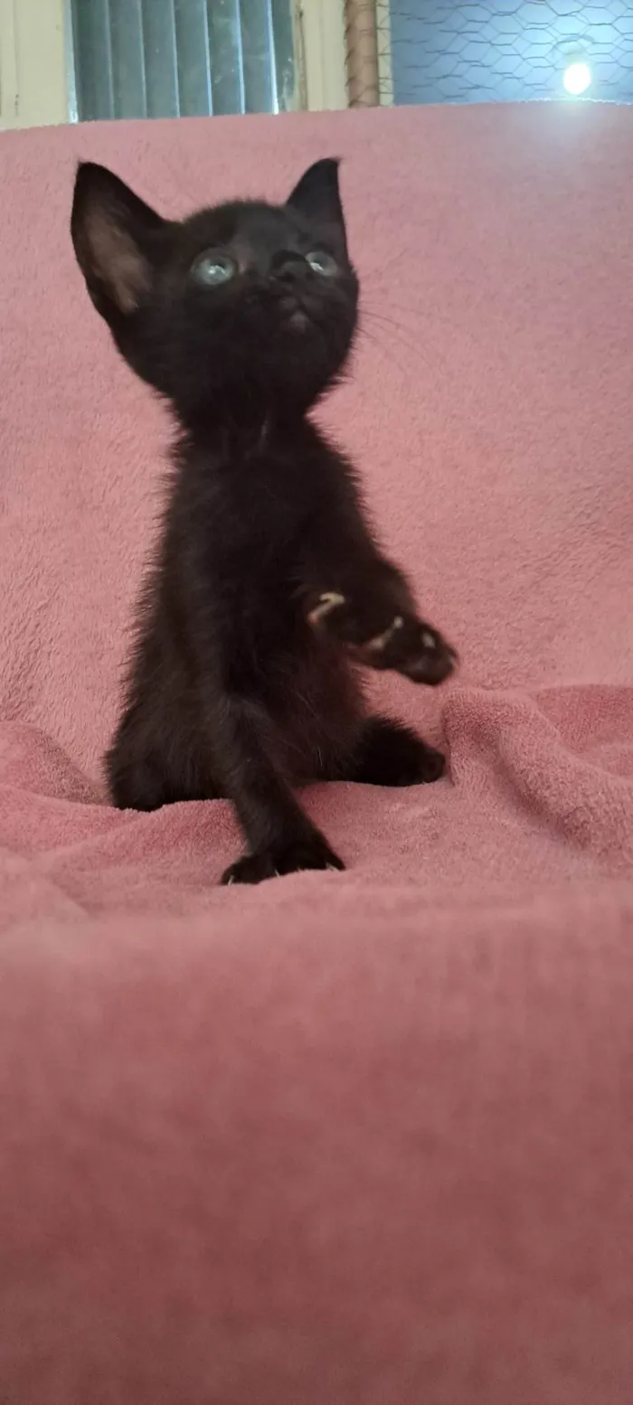Gato ra a SRD-ViraLata idade Abaixo de 2 meses nome Zaion