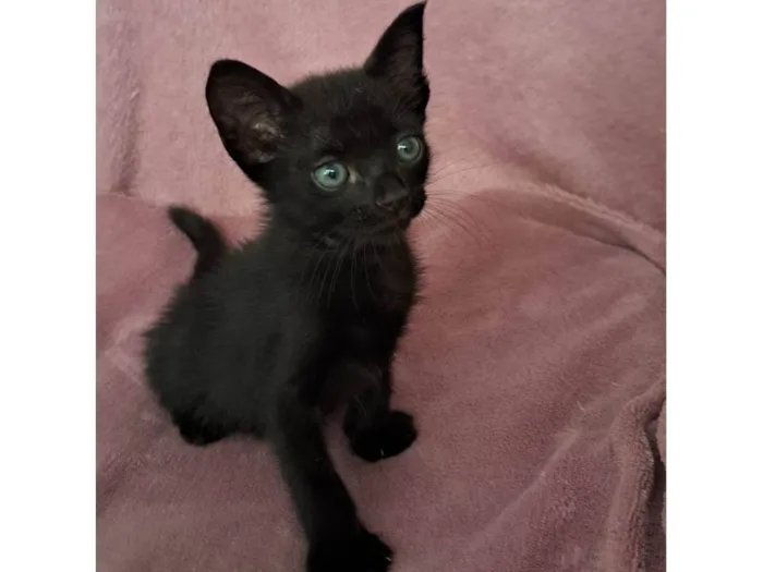 Gato ra a SRD-ViraLata idade Abaixo de 2 meses nome Zaion