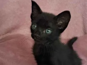 Gato raça SRD-ViraLata idade Abaixo de 2 meses nome Zaion
