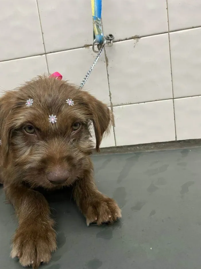 Cachorro ra a  idade 2 a 6 meses nome Totoa